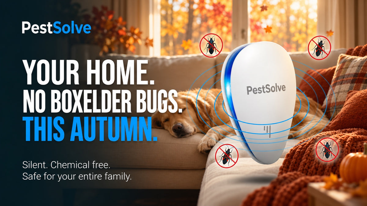 Your home. No boxelder bugs. This autumn. PestSolve banner